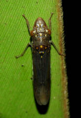 Dichrophleps nielsoni