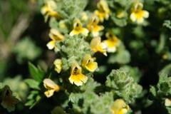 Euphrasia nankotaizanensis
