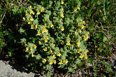 Euphrasia nankotaizanensis
