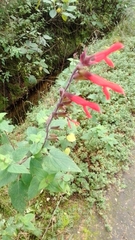 Salvia fulgens