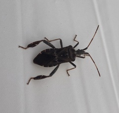 Leptoglossus corculus