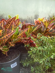 Codiaeum variegatum