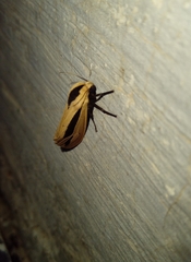 Creatonotos gangis-interrupta agg