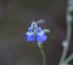 Salvia azurea