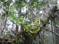 Bulbophyllum auriflorum