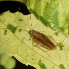 Pseudophyllodromiinae