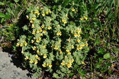 Euphrasia nankotaizanensis