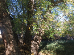 Populus angustifolia