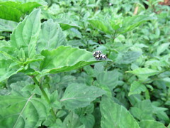 Omophoita octoguttata