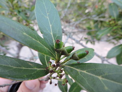 Ocotea pulchella