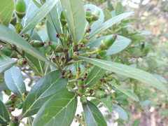 Ocotea pulchella