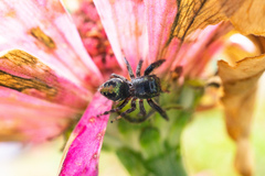 Paraphidippus
