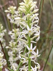 Stackhousia monogyna