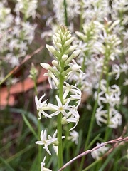 Stackhousia monogyna