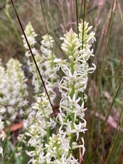 Stackhousia monogyna