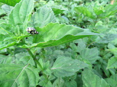 Omophoita octoguttata
