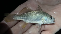Bairdiella chrysoura