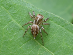 Leptofreya