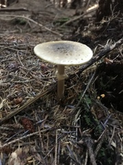 Amanita augusta