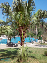 Arecaceae