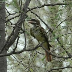 Myiodynastes luteiventris
