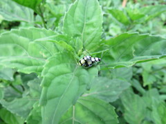 Omophoita octoguttata
