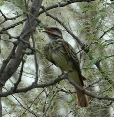 Myiodynastes luteiventris