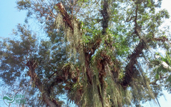 Cenostigma pluviosum