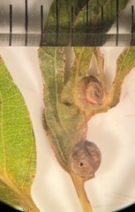 Andricus quercuspetiolicola