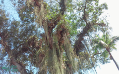 Cenostigma pluviosum