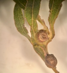 Andricus quercuspetiolicola