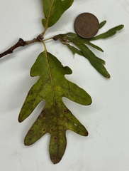 Andricus quercuspetiolicola