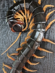 Scolopendra mutilans