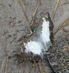 Antigonus emorsa