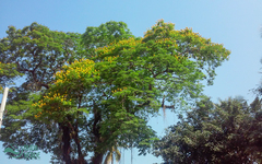 Cenostigma pluviosum