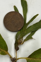 Andricus quercuspetiolicola