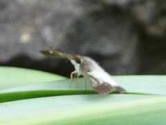 Antigonus emorsa