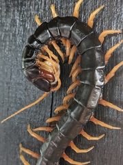Scolopendra mutilans