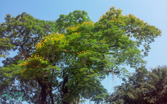 Cenostigma pluviosum