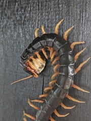 Scolopendra mutilans