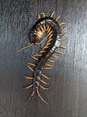 Scolopendra mutilans