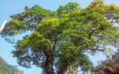 Cenostigma pluviosum