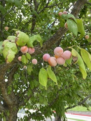 Prunus