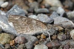 Libytheana carinenta mexicana