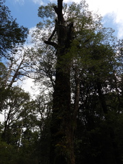Weinmannia trichosperma