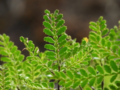 Weinmannia trichosperma