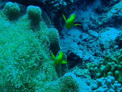 Stichodactyla mertensii