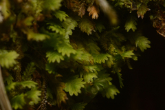 Fissidens osmundioides