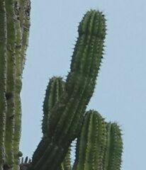 Pachycereus pringlei