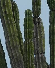 Pachycereus pringlei